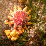 Sunstar