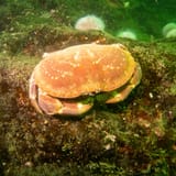 Edible crab