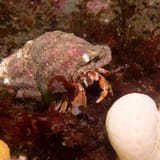 Hermit crab