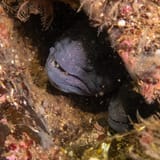 Wolffish