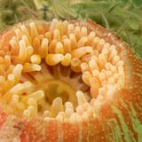 Dahlia anemone