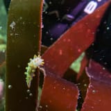 On the kelp