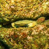 Edible crab
