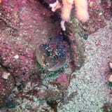 Lobster