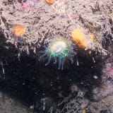 Anemones