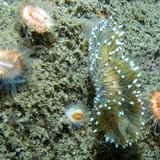 Nudibranch