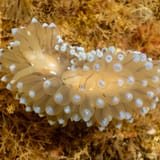 Nudibranch