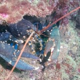 Lobster