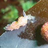 Nudibranch and shell