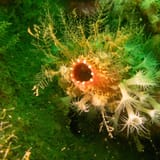 Fan worm