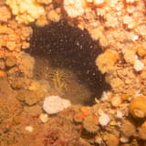 Life on the wreck