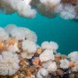 Plumose anemones