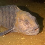 Wolffish