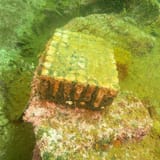 Ammunition crate