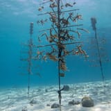 Coral nursery