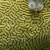 Brain coral