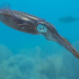 Reef squid