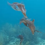 Squid trio