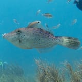 Filefish