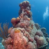 Coral head