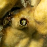 Blenny