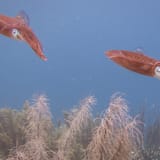 Reef squid
