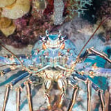 Spiny lobster