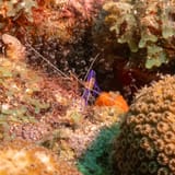 Cleaner shrimp