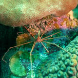 Arrow crab