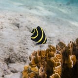 Juvenile angelfish