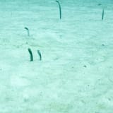 Garden eels