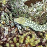 Moray