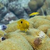 Juvenile trunkfish
