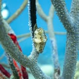 Flamingo tongue