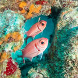 Soldierfish