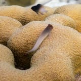 Blenny on the coral
