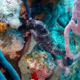 Seahorse