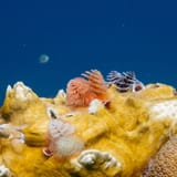 Christmas tree worms