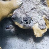 Spotted trunkfish