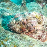 Scorpionfish