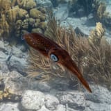 Squid