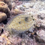 Peacock flounder
