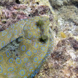 Flounder close up