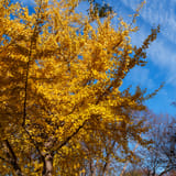 Ginkgo