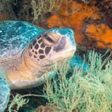 Green turtle