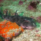 Bullhead shark