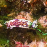 Nudibranch