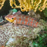 Hawkfish