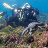 Iguana and diver