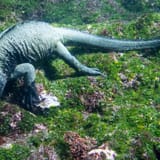 Marine iguana